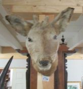Taxidermy - a young deer head,.