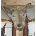 Taxidermy - a young deer head,.