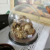 A rare Victorian fruit display moulded from leather under glass dome.