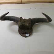 Taxidermy - buffalo horns.