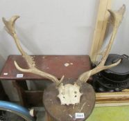 Taxidermy - stag horns.
