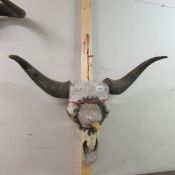 An ox skull with eagle surmounted on front.