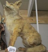 Victorian Taxidermy - a fox cub.