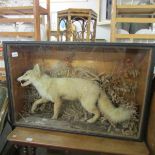 Victorian taxidermy - a cased fox.