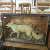 Victorian taxidermy - a cased fox.