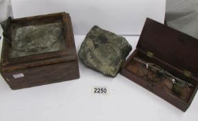 2 Tribolite fossils in box together with a set of scales.