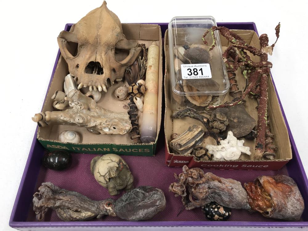 A quantity of taxidermy items including dried octopus,