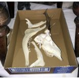 Roe Deer Skull: A complete preserved European roe deer (Capreolus capreolus) together with a Red
