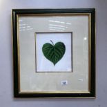 A framed and glazed picture of a leaf in green frame