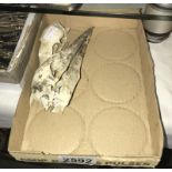 Two Sea bird Skulls: A complete preserved Cormorant Skull Phalacrocoracidae carbo and a complete