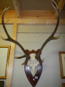 A deer skull with antlers.