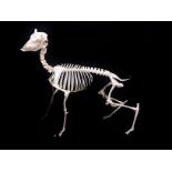 A standing skeleton of a young fallow deer buck, approximately 110 cm tall.