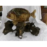 Victorian taxidermy - A Piranha fish.