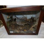 Victorian taxidermy - a cased crested game bird.