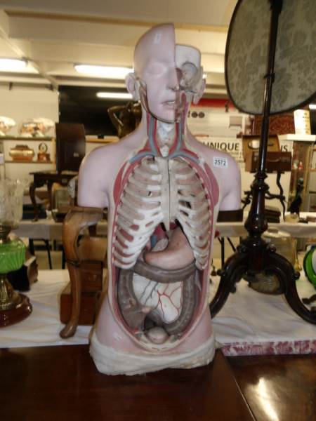 A medical teaching torso.