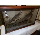 Victorian taxidermy - a pair of cased pheasants.