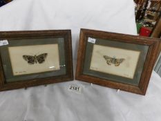 2 framed and glazed moth watercolours entitled Emperor Moth and Old Lady Moth,