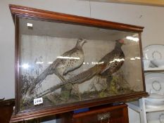 Victorian taxidermy - a pair of cased pheasants.