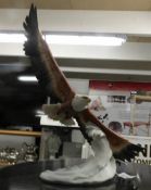 A limited edition hand painted sculpture of a bald eagle by Kaiser, signed by artist,
