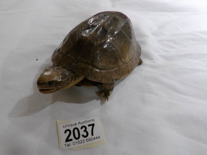 Victorian taxidermy - a small turtle. - Image 2 of 2