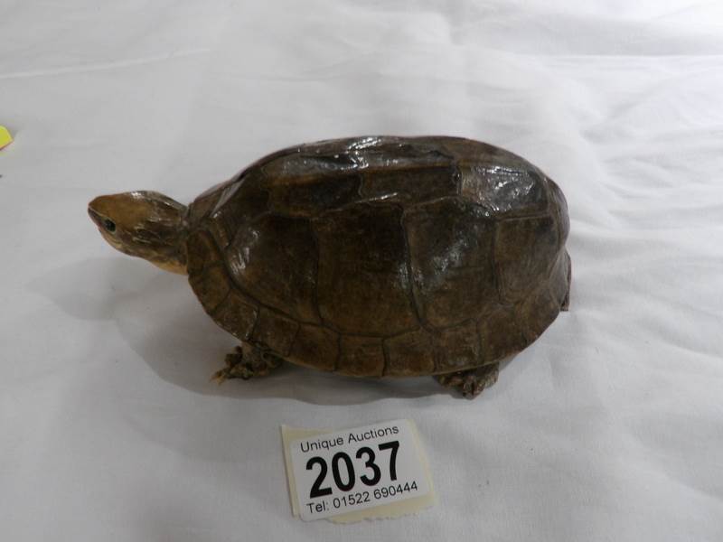 Victorian taxidermy - a small turtle.