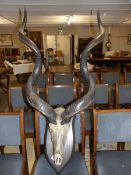 A Greater skull with horns on a wooden plaque, possibly by Roland Ward, London.