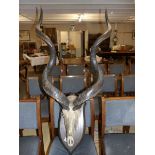 A Greater skull with horns on a wooden plaque, possibly by Roland Ward, London.