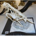 Victorian taxidermy - a skeleton of a bird.