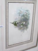 A framed and glazed print depicting birds.