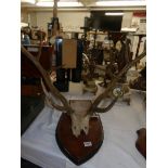 A set of unworked swamp deer (Baransingha) antlers on shield with cites certificate 585762/02