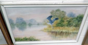 A framed oil on board depicting a stork in flight, signed B Cox.