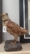 Victorian taxidermy - a Woodcock