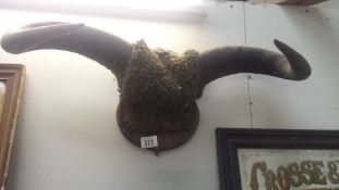 Taxidermy - buffalo horns