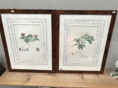 A pair of limited edition pictures - The Kew Botanical flower illustrations of Franz Bauer