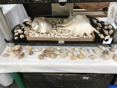 A large quantity of seashells