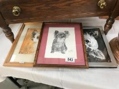 3 framed & glazed pictures of dogs