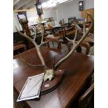 An unworked set of antler's on a skull cap mounted on a hard wood shield, circa 1910,