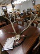 An unworked set of antler's on a skull cap mounted on a hard wood shield, circa 1910,