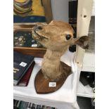 A taxidermy Roe deer a/f