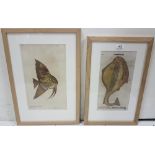2 x Woodblocks – Francis Willughby 1635-1672, Butterflyfish 1686, 35cm x 20cm and Conrad Gesner,