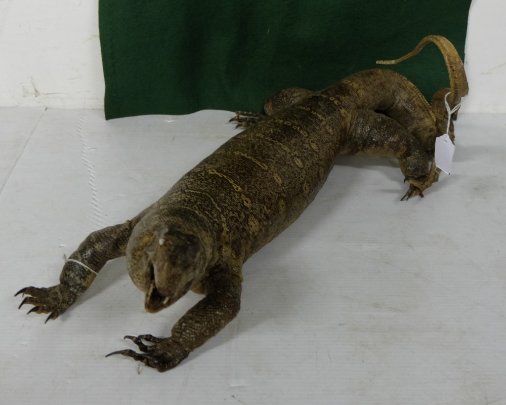 Old Taxidermy – a complete Iguana, 65cm long