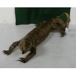 Old Taxidermy – a complete Iguana, 65cm long