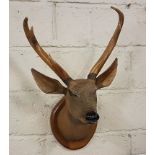 Continental Carved Wood Stags Head, mounted, 27”h