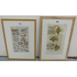 2 x Woodblocks – Matthaus Merian der Altere, Jelly Fish, Sea Cucumber, Sea Nettles 1657, 32cm x 19cm