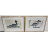 2 x Woodblocks – Conrad Gesner 1516-1565, Grey Heron, 20cm x 35cm and Ulisse Aldrovandi 1522-1605,