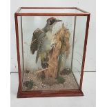 Taxidermy Woodpecker, mounted on timber in a glazed case, case 41cm h