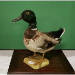 Taxidermy Duck, in good condition, no glass, 36cm w