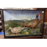 Cock Pheasant & Hen Pheasant in a glass fronted case, 90cmW x 60cmH