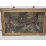 A pair of cock pheasants & other birds, in a naturalistic setting, mounted in a glazed case, 88cm