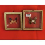 2 small cased single butterflies - 1 SUTHUS Malaysia & 1 MILLTAAIS (2)
